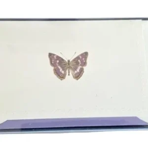 Rossi 1931 Grußkarten Set SCHMETTERLING