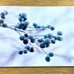 Postkarte Ligusterbeeren (art+nature) B6