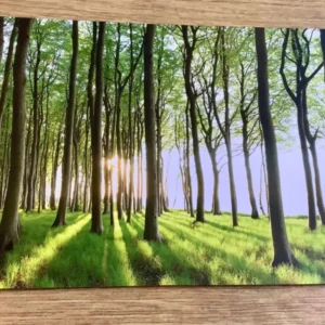 Postkarte Waldlichtung (Sandra Bartocha)